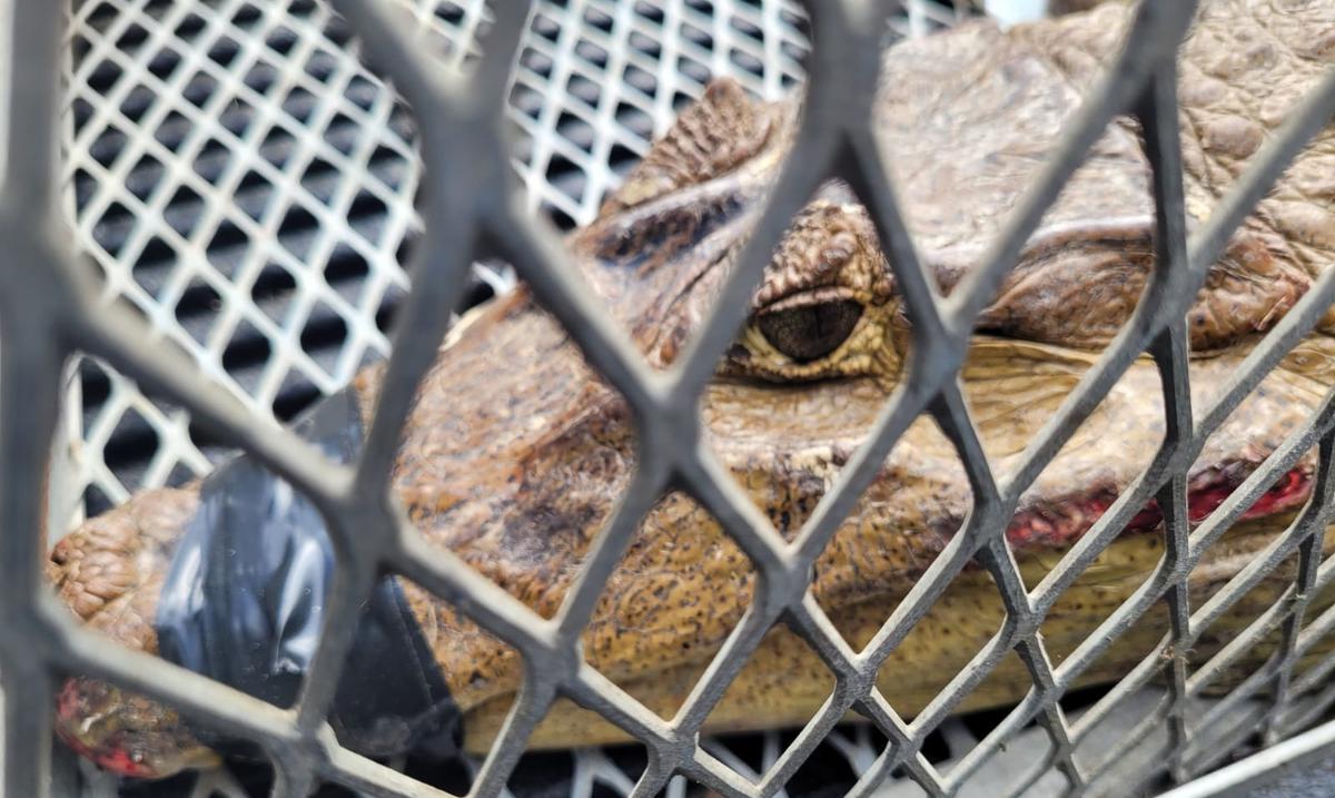 Estrategia del DRNA para el control de caimanes depende de que una persona vea el reptil y lo reporte : Noticias de Puerto Rico
