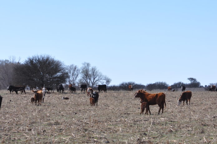 Preocupante: Unos 110 distritos bonaerenses sufren sequias entre severas y moderadas : Entretenimiento de Argentina