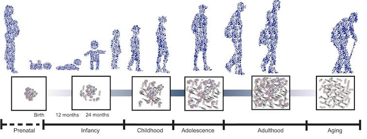 Lo que pensamos y sentimos afecta a la microbiota (y viceversa) : Trending de Colombia